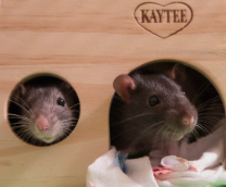 ����� � �����