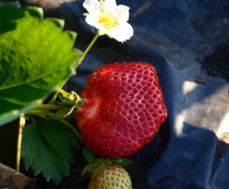 ������� ���������