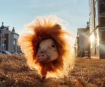 ��������