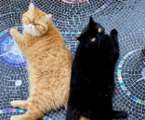 ��� ���������