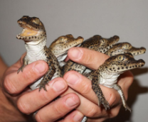 �� � ����������