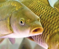 ���� ������ �����������