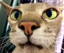 ������� ��� ���� ������