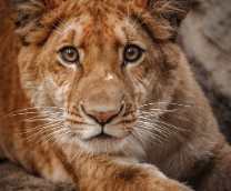 ����: �����, �����, ���������