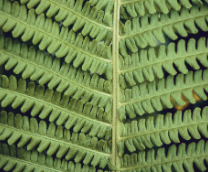 ����: ��������, �����, �������