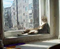 ��� ��������