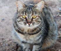 ������ �����