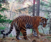 �������� ���� 1