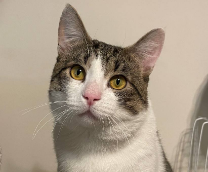 ��� �����