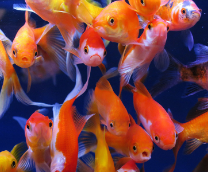 ��� ��������