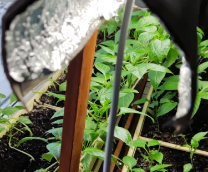 ������ ���������