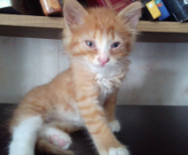 ��� �������