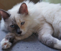 ��� ����� ����