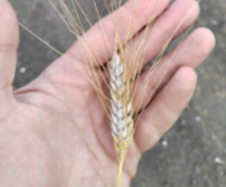 ��� � �������