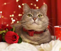 �������� � �������