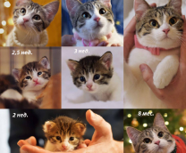 ��������, ������, ������, ������ � ������.