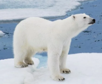 ����� �������