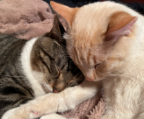 ��� �����