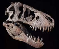 �������������