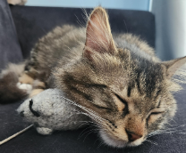 ��� �������