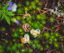 ���������� ���������