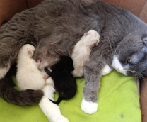 ��� ��������