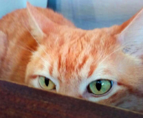 � ���� ��������