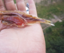 ��������� ����