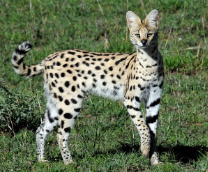 ����� �����