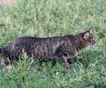 ����������� �������