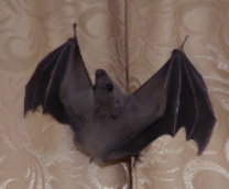 ��� �������� �������