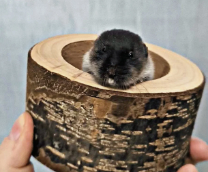 ����������. ��� ��������.