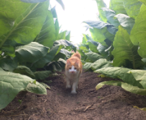 ����������� ������