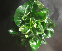 ������� �������� ���������������