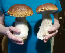 ����� �����