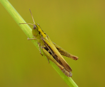 �����, ������