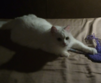 ��� ����