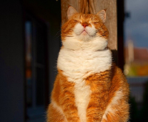 ������ � �������