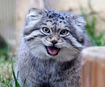 ������������ �������� ����