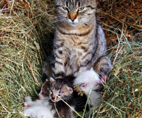 ������ ��������