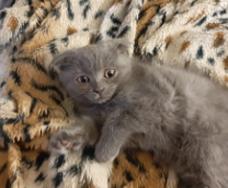 ��� ������