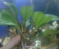 ����������� �� ����������