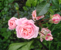 ������� �������