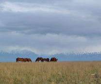 ������ ����� �� ����