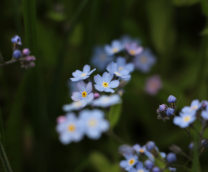 � � ���� �������� (�����)