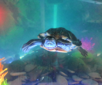 ��� ��������� ��� ��� ���������� ��������