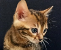 �������� �������