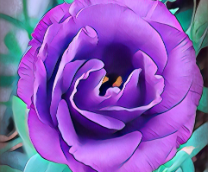 ������� ������������