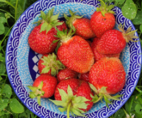 ���� �������