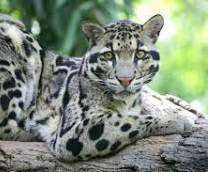 �������� �������